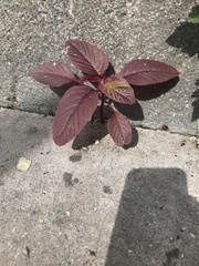 Amaranthus
