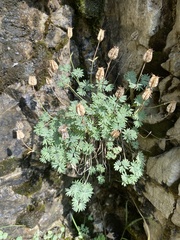 Paraquilegia microphylla