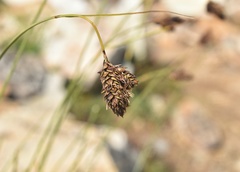 Carex chalciolepis