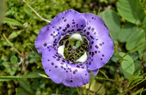 Herbertia brasiliensis