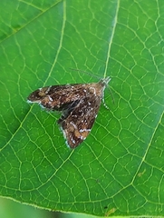 Prochoreutis sehestediana