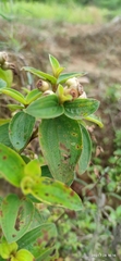 Melastoma sanguineum