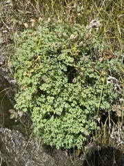 Paraquilegia microphylla