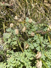 Paraquilegia microphylla