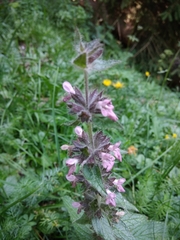 Stachys alpina