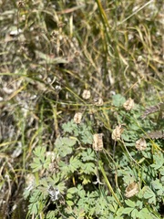 Paraquilegia microphylla