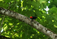 Malimbus rubricollis