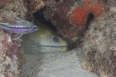 Gymnothorax flavimarginatus