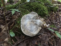 Sarcodon atroviridis