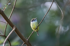 Myiornis auricularis