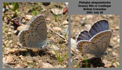 Plebejus idas atrapraetextus