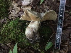 Sarcodon atroviridis