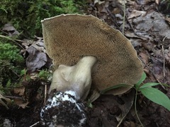 Sarcodon atroviridis