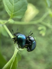 Leptinotarsa haldemani