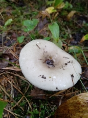 Russula betularum