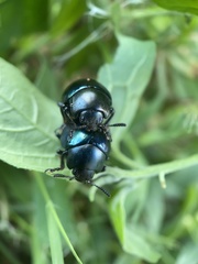 Leptinotarsa haldemani