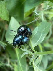 Leptinotarsa haldemani