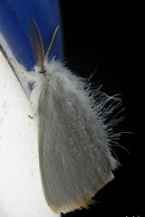 Lepidoptera