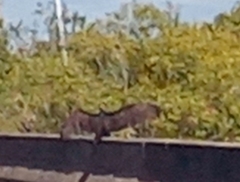 Cathartiformes