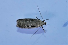 Gelechia jakovlevi