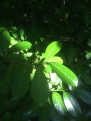 Prunus