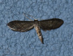 Protoproutia laredoata