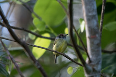 Myiornis auricularis