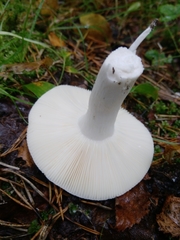 Russula betularum