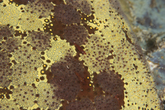 Zenopontonia soror