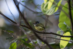 Myiornis auricularis