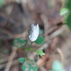 Niphopyralis