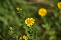 Pentanema spiraeifolium