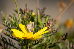 Leptotes trigemmatus