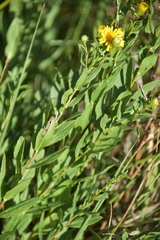 Pentanema spiraeifolium