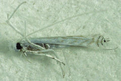 Stegommata sulfuratella