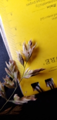 Poa eminens