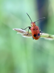 Neolema quadriguttata