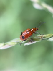 Neolema quadriguttata