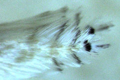 Stegommata sulfuratella