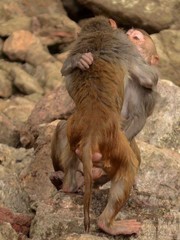 Macaca mulatta