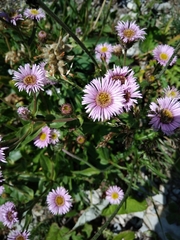 Erigeron alpinus