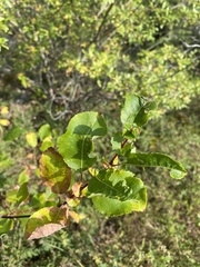 Salix pyrolifolia