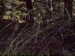 Deschampsia elongata