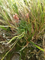 Androsace halleri