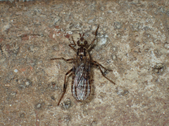 Boreothrinax maculipennis