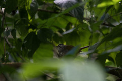 Myiothlypis leucoblephara