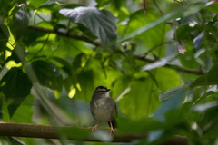 Myiothlypis leucoblephara