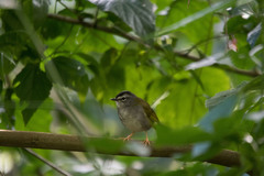 Myiothlypis leucoblephara