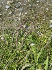 Elymus sibiricus