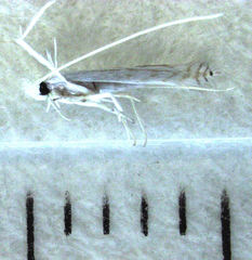 Stegommata sulfuratella